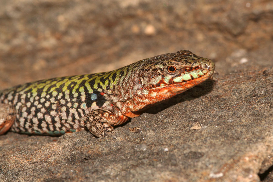 Podarcis sicula ciclopica e sottospecie di Podarcis sicula